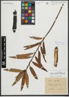 Foto von Salix purpurea L. x Salix viminalis L.